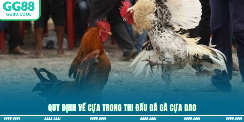 Quy định về cựa trong thi đấu đá gà cựa dao