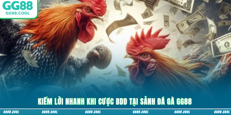 Kiếm lời nhanh khi cược BDD tại sảnh đá gà GG88